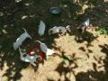 Джак ръселчета на 40 дни.Млади пуйки, кокошки Брама, пилета и юрдечки, снимка 4