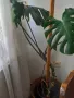 Цвете Филодендрон голямо , снимка 2