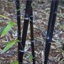 100 бр. бамбукови семена - Phyllostachys nigra - Издръжлив рядък вид вечнозелен черен бамбук, снимка 9