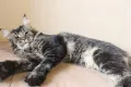 Мейн куун котенца Mymainecoons Flowingsounds, снимка 6