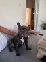 Продавам женски френски булдог син, снимка 2