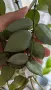 Хоя/ Hoya (резници-cuttings) , снимка 7