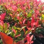  Фотиния Литъл Ред Робин, Photinia fr. Little Red Robin, снимка 2