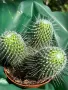 Кактус Mammillaria Un Pico 3 броя за 40 лв, снимка 2