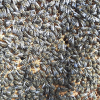 Продавам презимували пчелни семейства / отводки с миналогодишни майки, снимка 4 - Други животни - 44937029