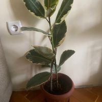 Фикус ( Ficus elastica Tineke ), снимка 1 - Стайни растения - 45294198