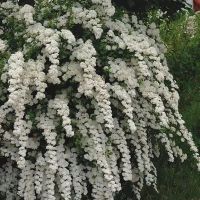 Спирея Юнска Булка, Spiraea nipponica June Bride, снимка 4 - Градински цветя и растения - 45389828