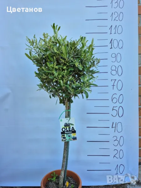 Маслина, снимка 1