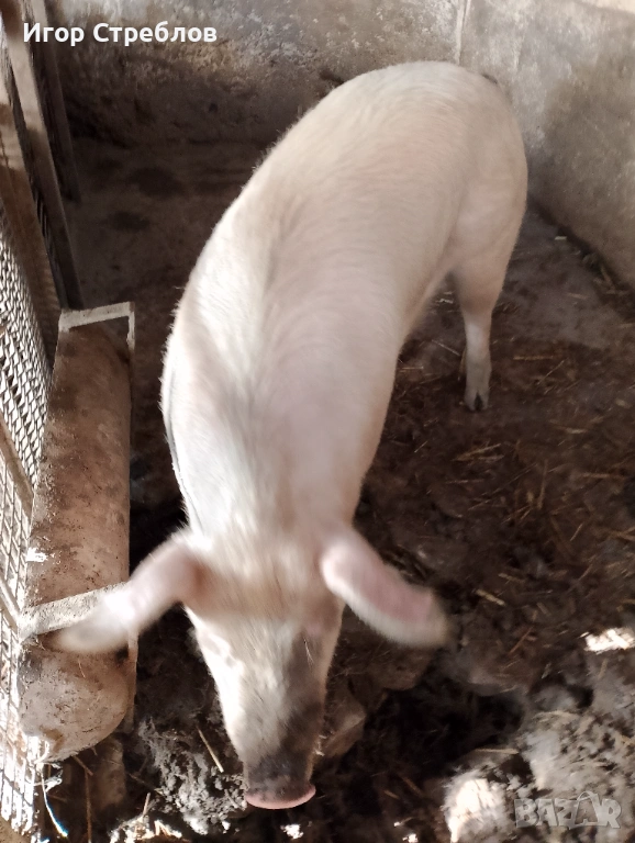 Прасе за клане, снимка 1