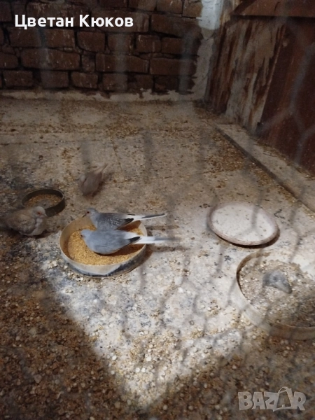 диамантени гугутки възможна доставка до София , снимка 1