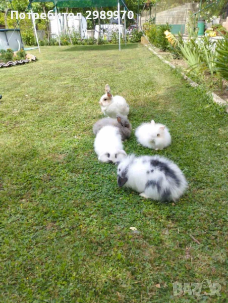 Продавам декоративни зайчета  , снимка 1