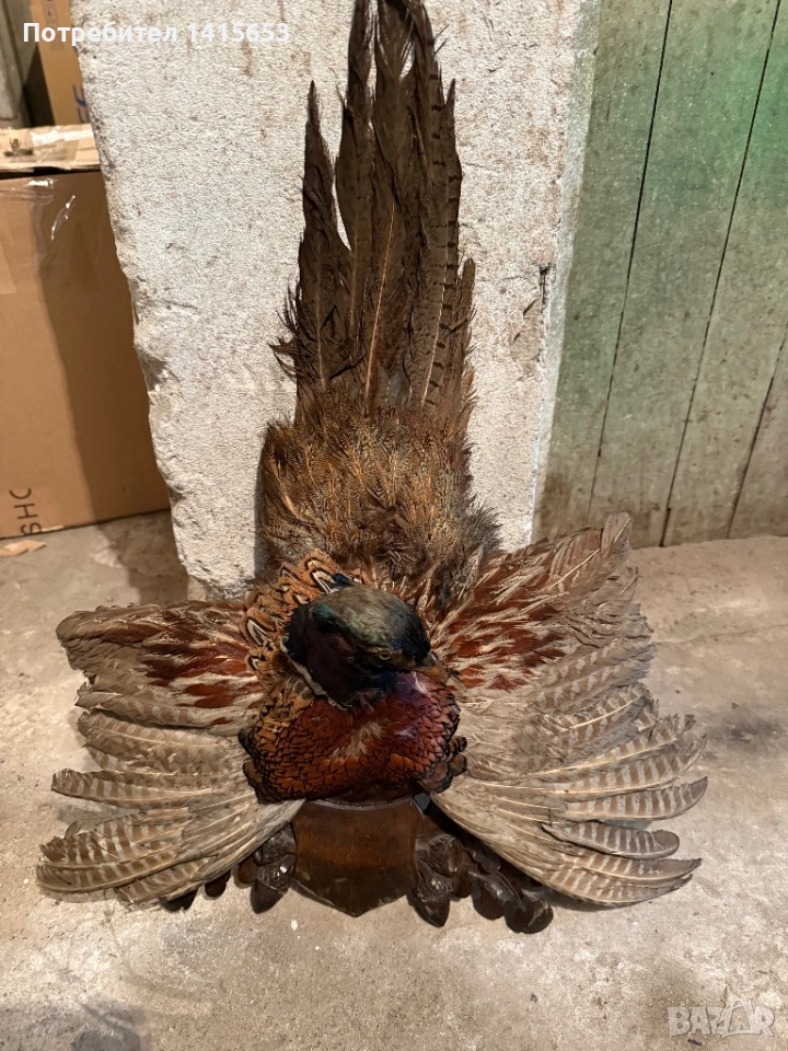 Продавам препариран фазан, снимка 1