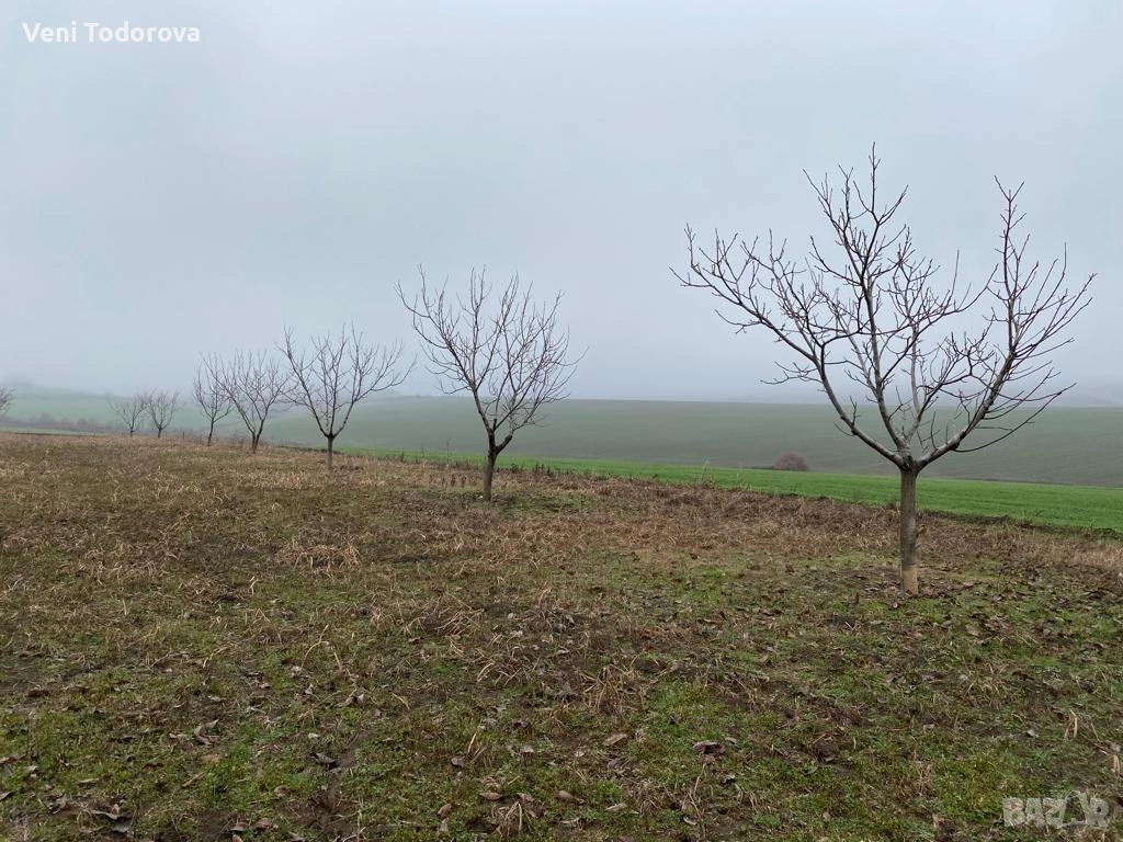 плодоотдаваща градина на метри от населено място, снимка 1