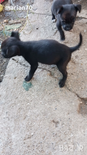 дребни кученца,баща пинчер..., снимка 1