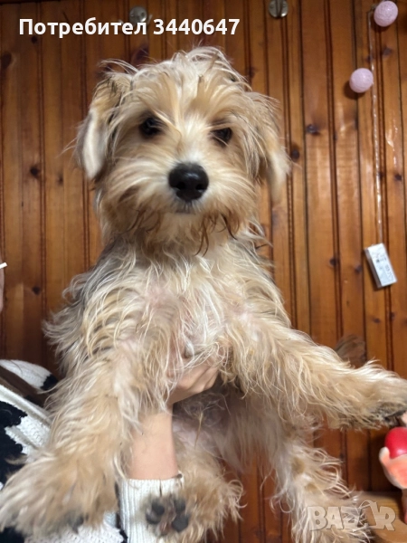 Мъжко йорки, снимка 1