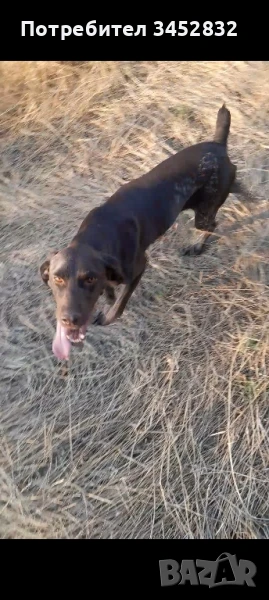 Кучета за трюфели!, снимка 1