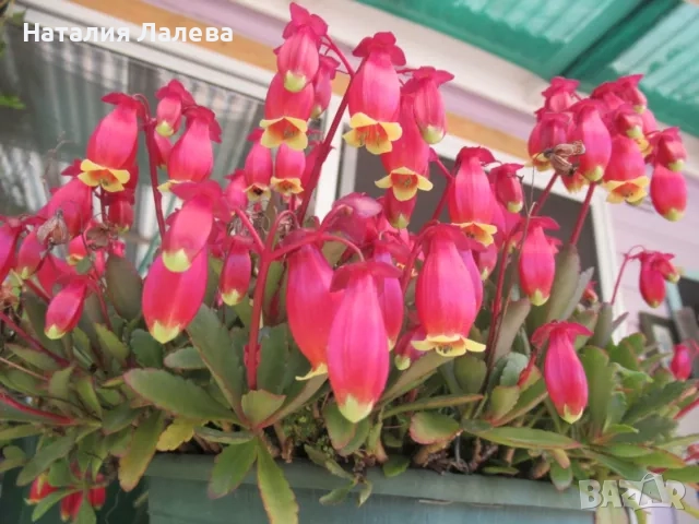 Каланхое, kalanchoe wendy Tinker bell, снимка 1