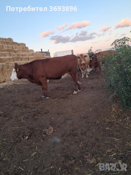 Продавам стадо месодайни крави , снимка 1