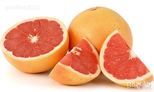 Грейпфрут – цитрусово дърво с ярък характер и изключителен аромат, снимка 1