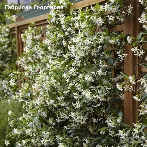 Звездовиден жасмин , снимка 1