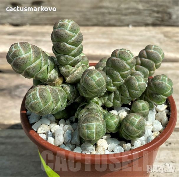 Crassula barklyi, снимка 1