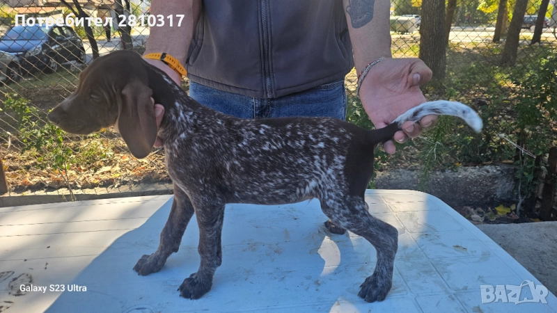 Малки курцхаари, снимка 1