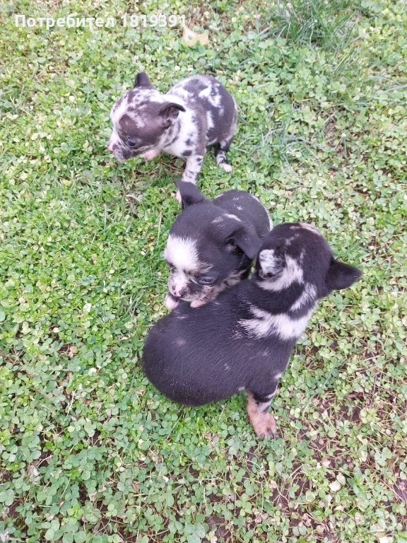 Пинчер мерле, снимка 1