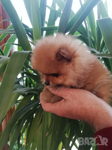Померан, снимка 3 - Померан - 53244856