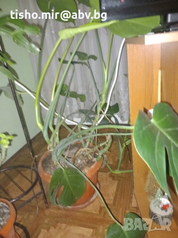 Филодендрон, снимка 6 - Стайни растения - 50517631