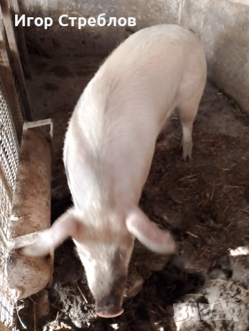 Прасе за клане