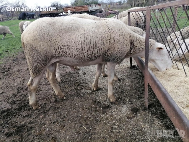 Продавам Коч Лакон , снимка 4 - Овце - 52522502