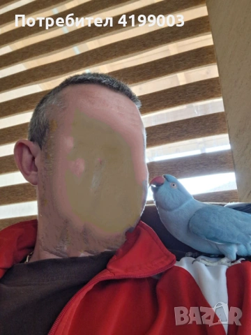 Продавам папагал вид Малък Александър + клетката, снимка 5 - Папагали - 53242442