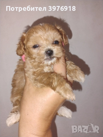 предлагам супер мини малтипу , снимка 3 - Болонка - 51474087