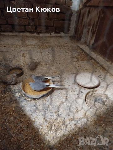 диамантени гугутки възможна доставка до София 