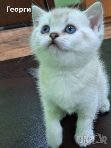 Британски късокосмести, снимка 10 - Британска късокосместа - 52717297