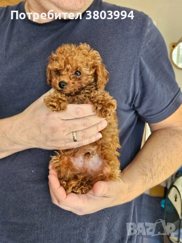 Чистокръвен тийкъп той пудел момченце, снимка 3 - Пудели - 52935256