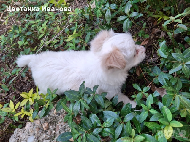  Пинчер, снимка 2 - Пинчер - 52077853