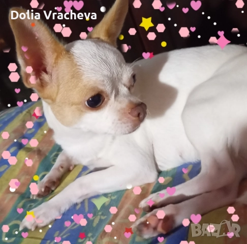 женско ЧИХУА. 