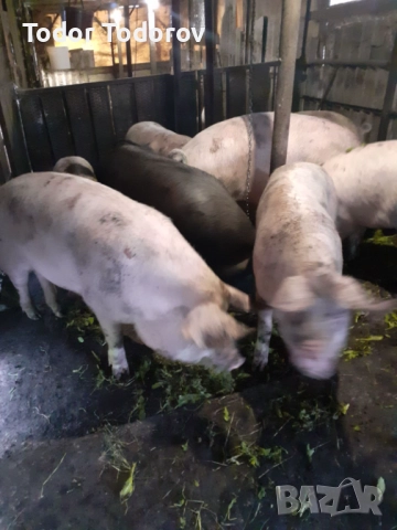 Домашни прасета, снимка 3 - Прасета - 52720181