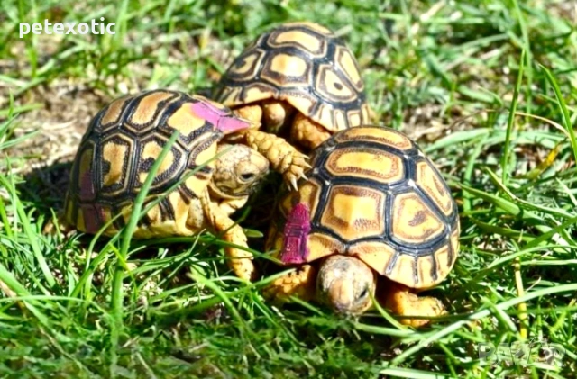 Леопардова Сухоземна Костенурка, снимка 10 - Костенурки - 45325608