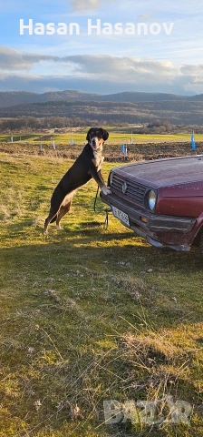 женска работи на заек и сърна 