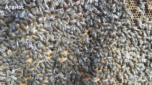 Продавам презимували пчелни семейства / отводки с миналогодишни майки, снимка 4 - Други животни - 44937029