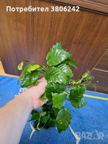 Растения анубиас, снимка 4 - Други - 54267151