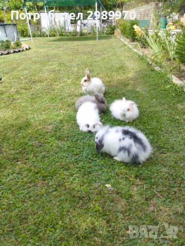 Продавам декоративни зайчета  , снимка 1