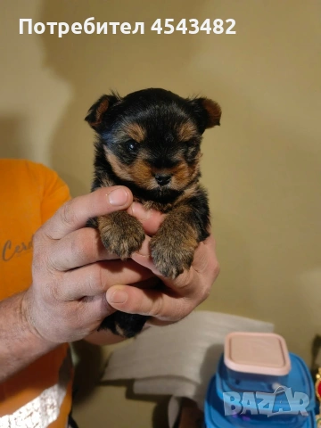 йоркширски териер , снимка 2 - Йоркширски териер - 53617839