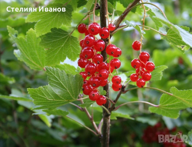 Касис, черно френски грозде (Ribes nigrum 'Titania'), снимка 4 - Градински цветя и растения - 52354434