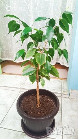 Пасифлора, бял Бенджамин, Сансевиера, мексиканска мента, Копривка , снимка 8 - Градински цветя и растения - 51170707