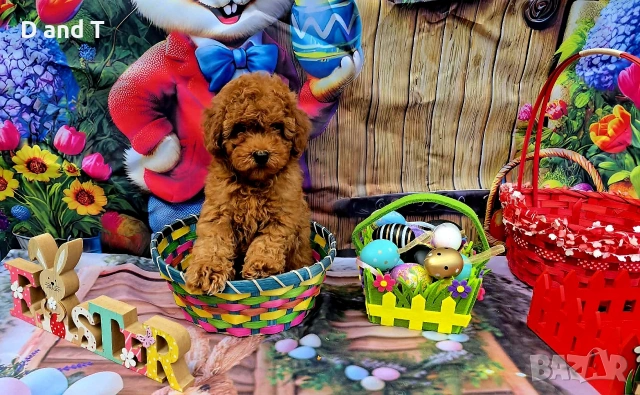 Той пудел & Мини пудел, Fci, Genetic, PL, снимка 4 - Пудели - 54209072