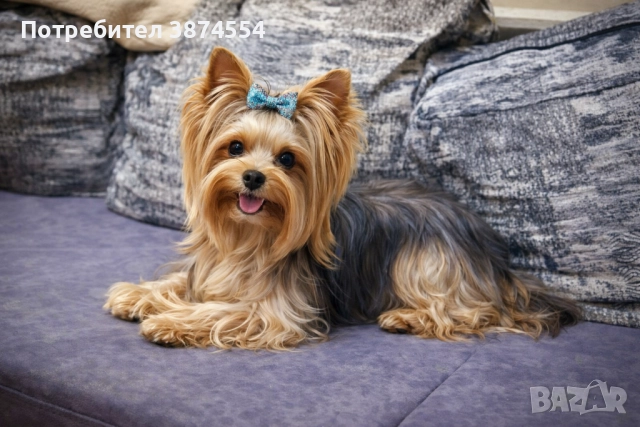 Йоркширски териер момиче, снимка 5 - Йоркширски териер - 52916803