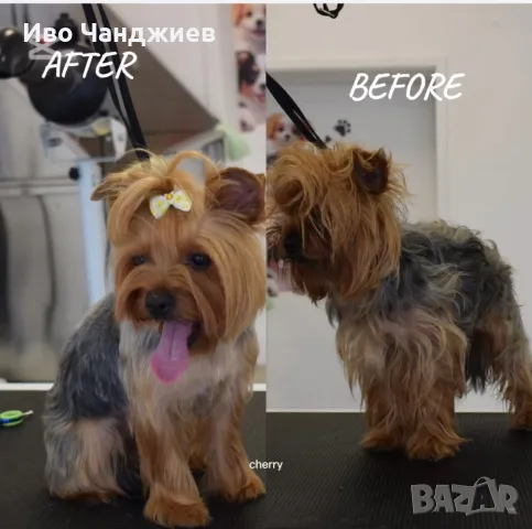 Груминг Салон Golden Paw гр. Пазарджик ул. Г. Бенковски 73, снимка 3 - Ветеринари и услуги - 49322615